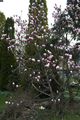 Magnolia soulangeana Alexandrina Magnolia pośrednia